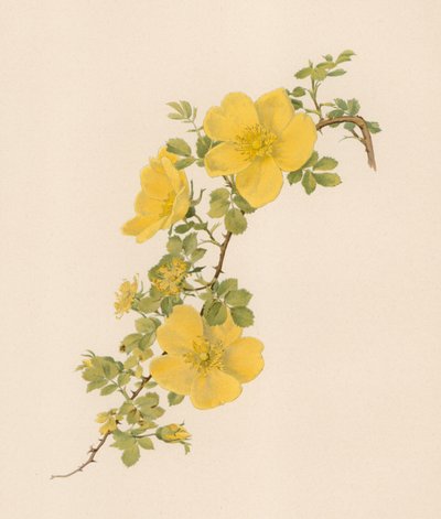 English Rose by English School